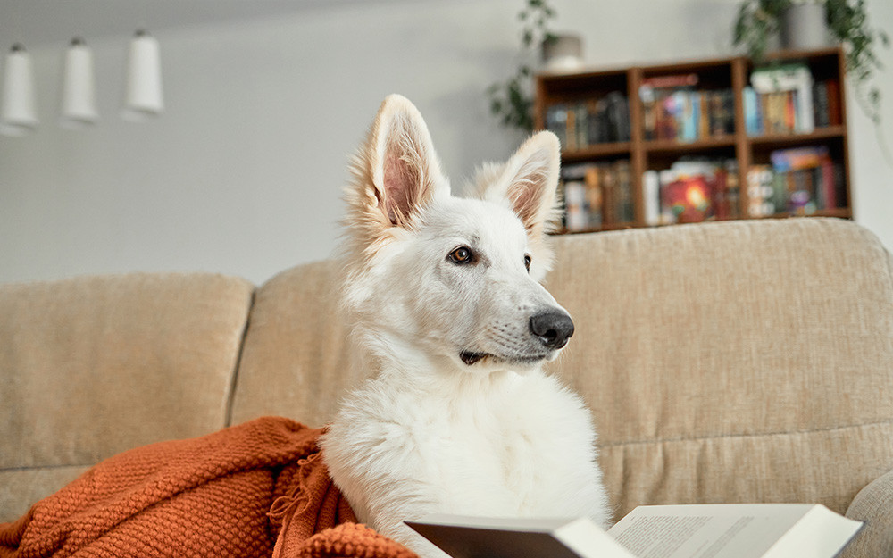 Boekie hond