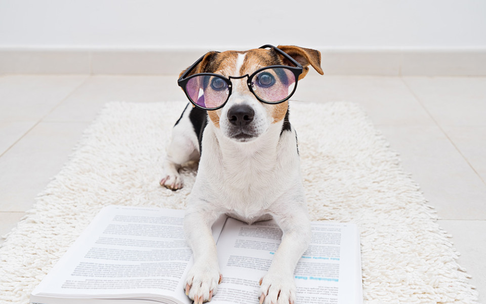 Boekje hond