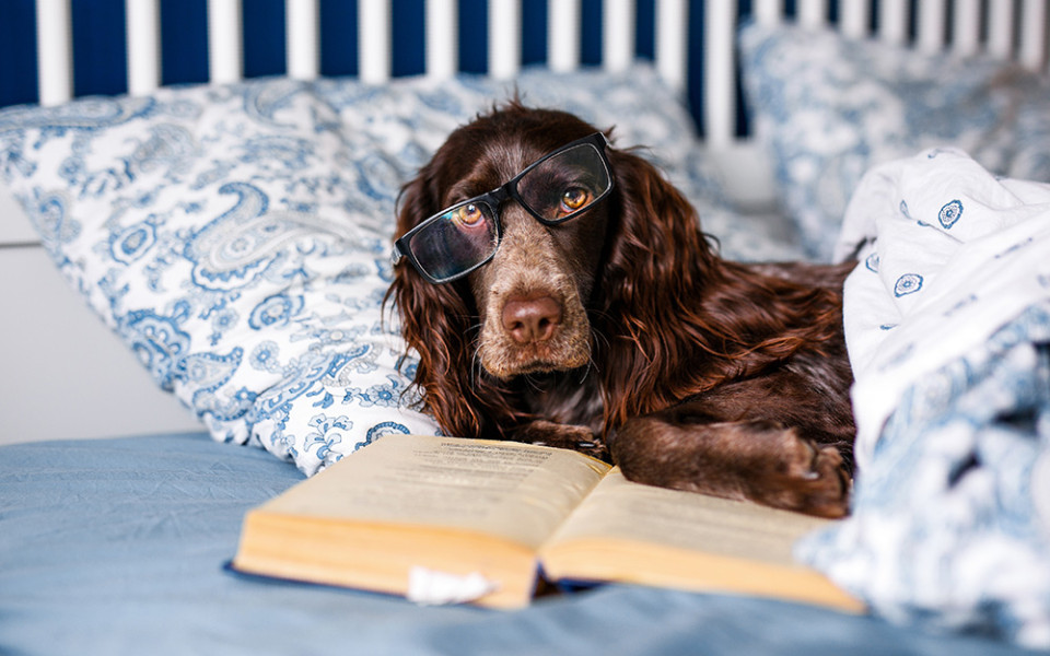 Booklet hond