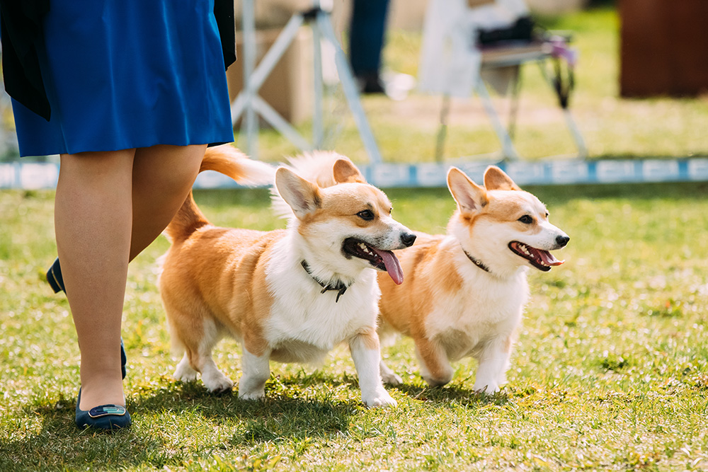 Corgi show