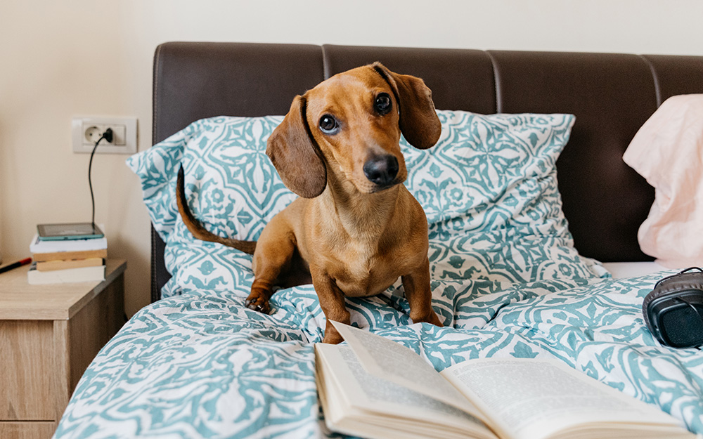 Dash book