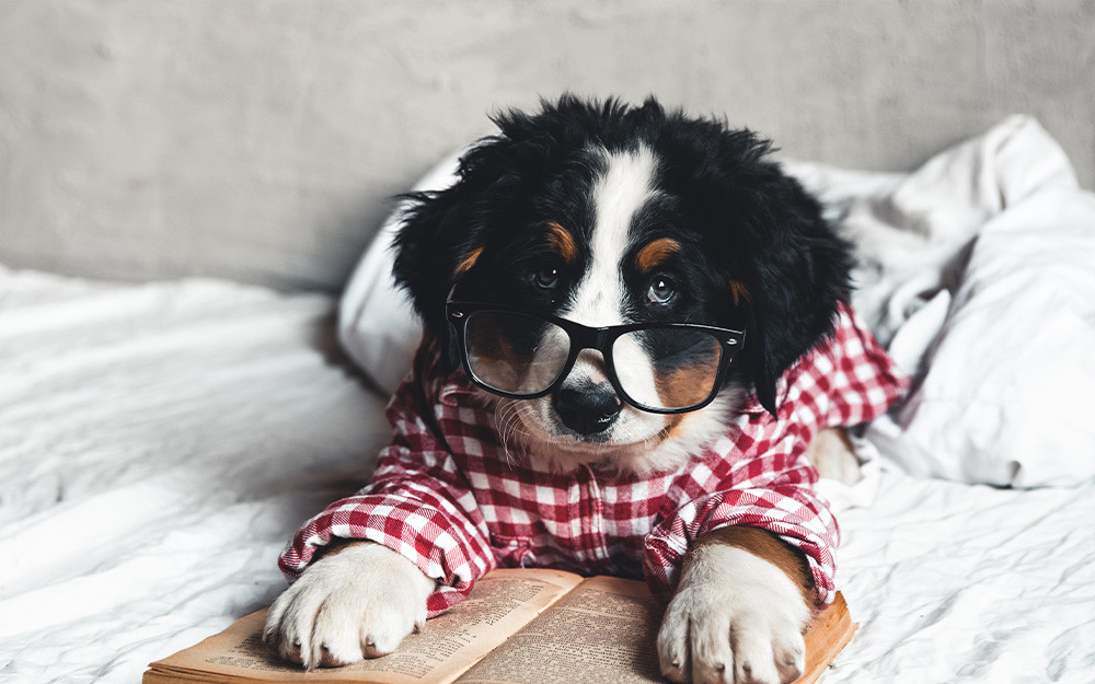 Dog book 2