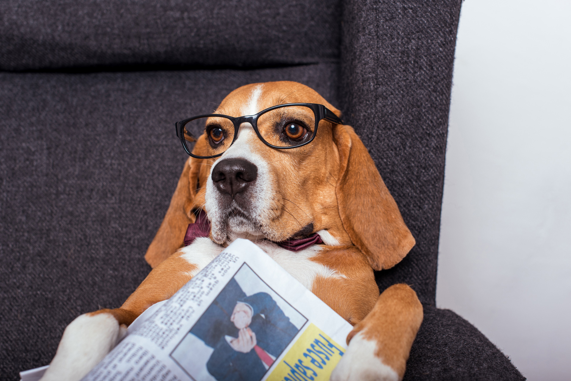 Header beagle