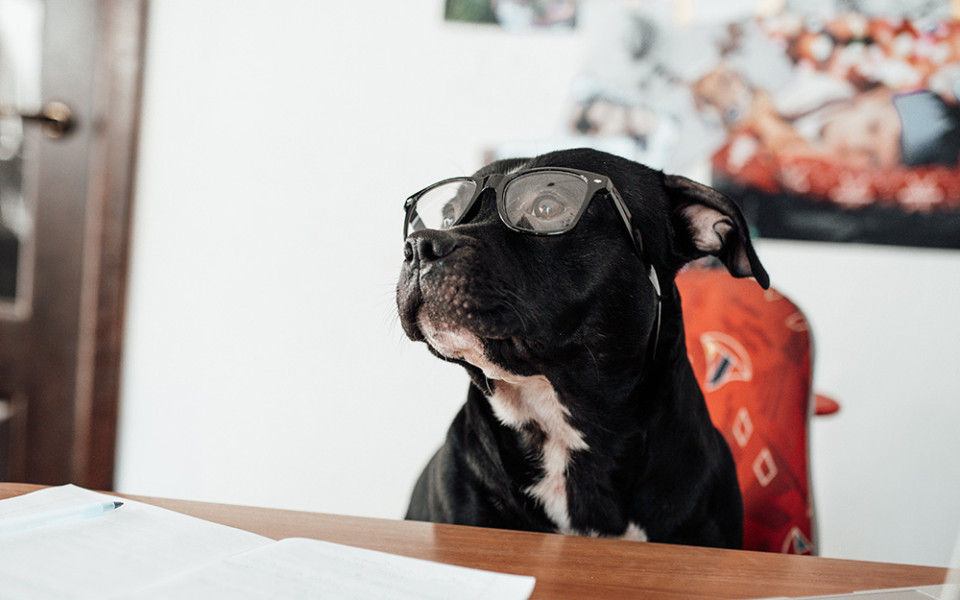 Hondje boek